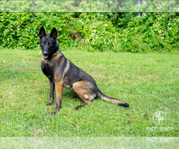 Medium Photo #5 Belgian Malinois Puppy For Sale in GREENVILLE, SC, USA
