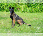 Small Photo #5 Belgian Malinois Puppy For Sale in GREENVILLE, SC, USA