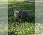 Small Photo #12 French Bulldog Puppy For Sale in CITY INDUSTRY, CA, USA