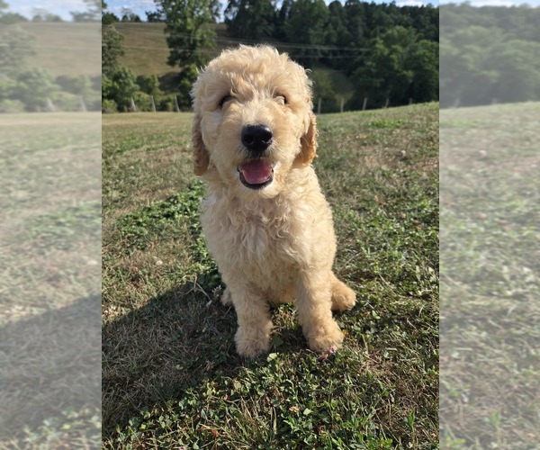 Medium Photo #1 Labradoodle Puppy For Sale in WILLIAMSTOWN, KY, USA