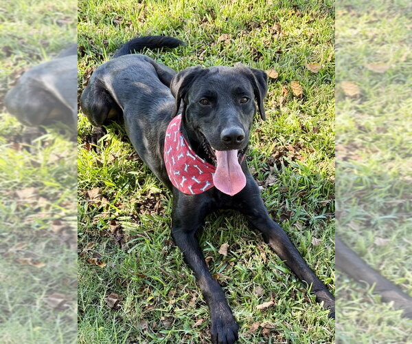 Medium Photo #3 Mutt Puppy For Sale in San Leon, TX, USA
