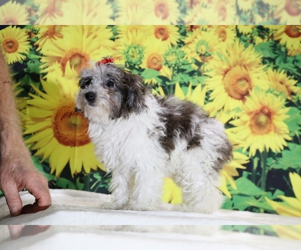 Medium Photo #6 Goldendoodle (Miniature) Puppy For Sale in DYERSBURG, TN, USA
