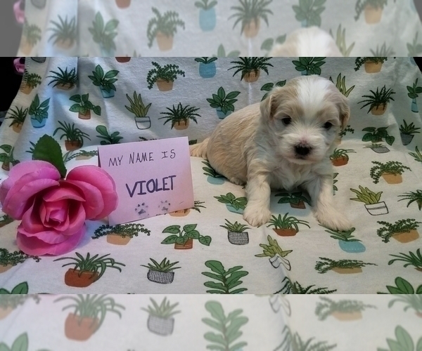 Medium Photo #8 Maltipoo (Miniature) Puppy For Sale in BROOKFIELD, MO, USA