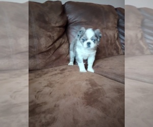 Pug Puppy for sale in SAINT PAUL, MN, USA
