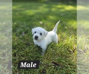 Medium West Highland White Terrier