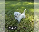 Image preview for Ad Listing. Nickname: Black