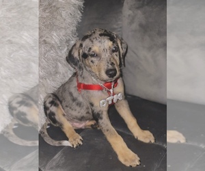 Catahoula Leopard Dog Puppy for sale in METAIRIE, LA, USA