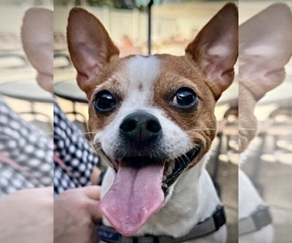 Medium Photo #2 Rat Terrier-Unknown Mix Puppy For Sale in Atlanta, GA, USA