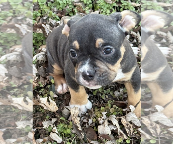 Medium Photo #21 American Bully Puppy For Sale in BOLIVAR, MO, USA
