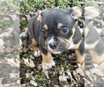 Small Photo #21 American Bully Puppy For Sale in BOLIVAR, MO, USA