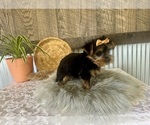 Small #7 Yorkshire Terrier