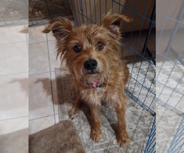 Medium Photo #2 Cairwich Terrier Puppy For Sale in Valrico, FL, USA