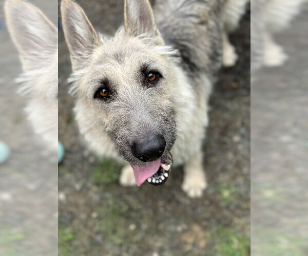 Medium Photo #3 German Shepherd Dog-Unknown Mix Puppy For Sale in Brewster, NY, USA