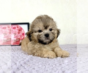 Shih-Poo Puppy for sale in INDIANAPOLIS, IN, USA