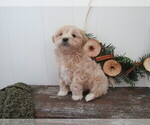 Small Photo #8 Maltipoo (Miniature) Puppy For Sale in SUGARCREEK, OH, USA