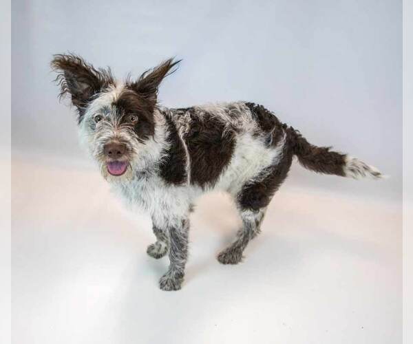 Medium Photo #3 Border Collie-Unknown Mix Puppy For Sale in Kennesaw, GA, USA