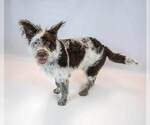 Small #2 Border Collie Mix