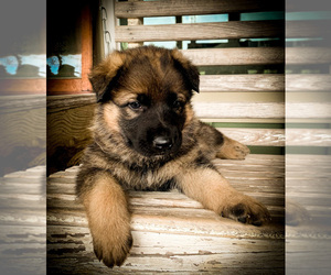 German Shepherd Dog Puppy for Sale in GARRISON, Texas USA