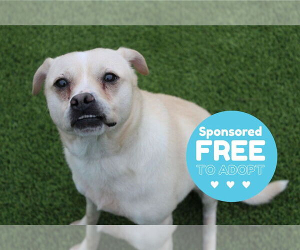 Medium Photo #5 Labrador Retriever-Pug Mix Puppy For Sale in Chestertown, MD, USA