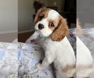 Cavalier King Charles Spaniel Puppy for sale in SAINTE GENEVIEVE, MO, USA