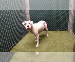 SAMMY - Female Boxer-Unknown Mix Dog for Adoption - Small photo