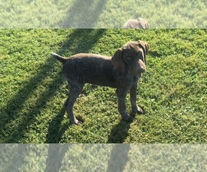 German Shorthaired Pointer Puppy for sale in SANBORN, NY, USA