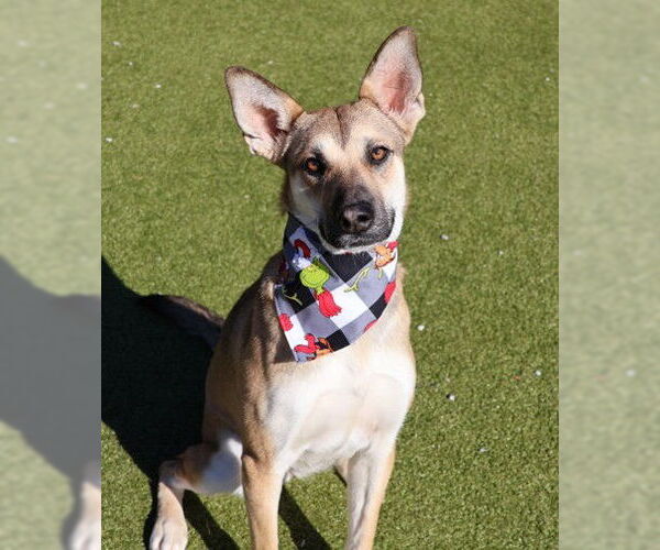 Medium Photo #3 Mutt Puppy For Sale in Rockaway, NJ, USA