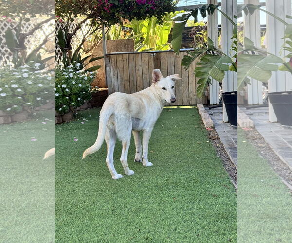 Medium Photo #1 Huskies -Unknown Mix Puppy For Sale in La Verne, CA, USA