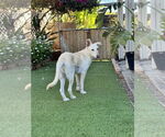 Small Huskies  Mix