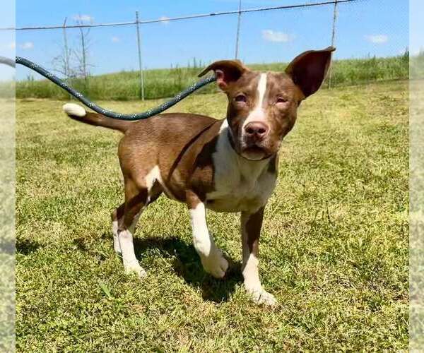 Medium Photo #2 Mutt Puppy For Sale in Abbeville, LA, USA
