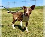 Small #1 Mutt