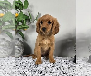 Golden Cavalier Puppy for sale in FRANKLIN, IN, USA