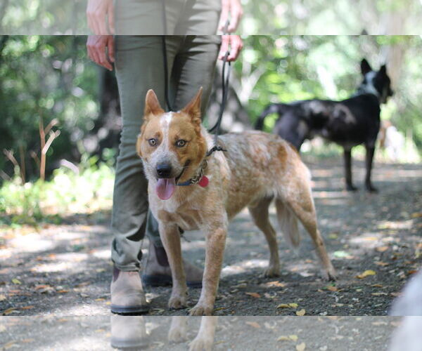Medium Photo #1 Mutt Puppy For Sale in Paso Robles, CA, USA