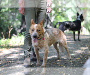 Mutt Dogs for adoption in Paso Robles, CA, USA