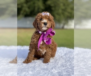 Goldendoodle Puppy for sale in FROSTPROOF, FL, USA