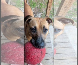 Kade - Male Mastador Dog for Adoption - Photo #5