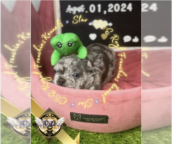 Medium Photo #7 French Bulldog Puppy For Sale in CHARLESTON, SC, USA