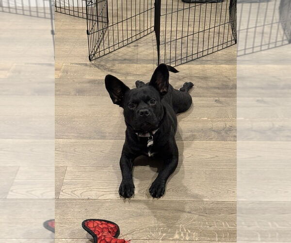 Medium Photo #7 French Bulldog-Unknown Mix Puppy For Sale in Boston, MA, USA
