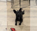 Small #6 French Bulldog Mix