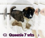 Small #2 Akita