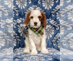 Cavapoo Puppy for sale in HONEY BROOK, PA, USA