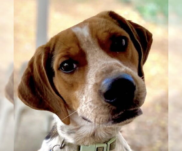 Medium Photo #2 Beagle-Unknown Mix Puppy For Sale in Tampa, FL, USA