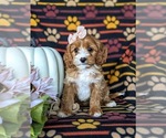 Small Photo #2 Cavapoo Puppy For Sale in LEOLA, PA, USA