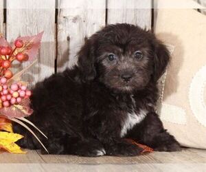 Havanese Puppy for sale in MOUNT VERNON, OH, USA