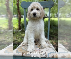 Labradoodle Puppy for sale in PAW PAW, MI, USA