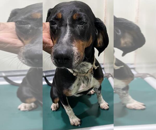 Medium Photo #1 Beagle Puppy For Sale in Forestville, MD, USA