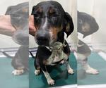 Small Beagle