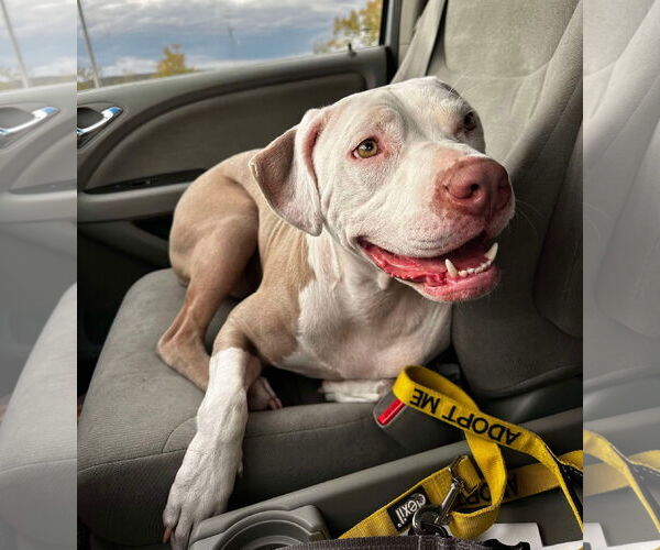Medium Photo #13 American Pit Bull Terrier-Unknown Mix Puppy For Sale in Germantown, OH, USA