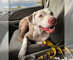 Small #12 American Pit Bull Terrier Mix