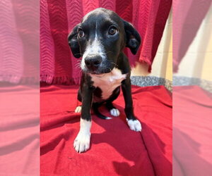 Labrador Retriever-Unknown Mix Dogs for adoption in Brewster, MA, USA